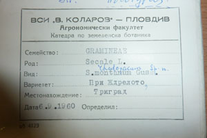 Secale rhodopaeum Guss. [isotype SOAXXXXX0155] (2) (c) Agricultural University of Plovdiv — Herbarium (SOA)