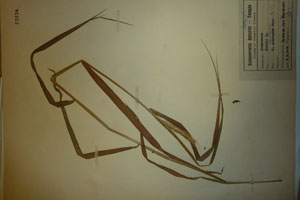 Secale rhodopaeum [isotype SOAXXXXX0156] (c) Agricultural University of Plovdiv — Herbarium (SOA)