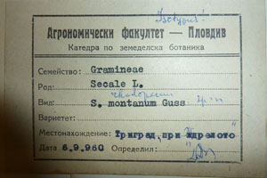 Secale rhodopaeum [isotype SOAXXXXX0156] (2) (c) Agricultural University of Plovdiv — Herbarium (SOA)
