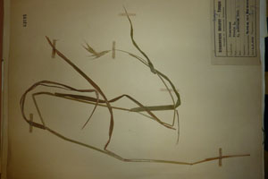 Secale rhodopaeum Guss. [isotype SOAXXXXX0157] (c) Agricultural University of Plovdiv — Herbarium (SOA)