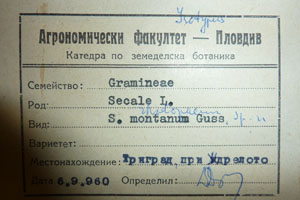 Secale rhodopaeum Guss. [isotype SOAXXXXX0157] (2) (c) Agricultural University of Plovdiv — Herbarium (SOA)