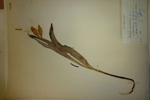Tulipa aureolina Delip. [type SOAXXXXX0188] (c) Agricultural University of Plovdiv — Herbarium (SOA)