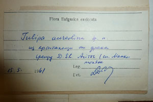 Tulipa aureolina Delip. [type SOAXXXXX0188] (2) (c) Agricultural University of Plovdiv — Herbarium (SOA)