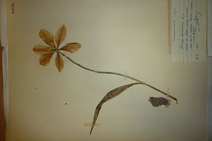 Tulipa aureolina Delip. [isotype SOAXXXXX0185] (c) Agricultural University of Plovdiv — Herbarium (SOA)