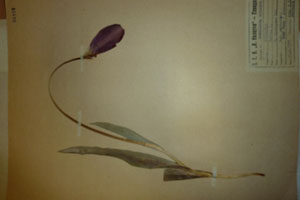 Tulipa rhodopaea Vel. var. achtarovii Delip. [isotype SOAXXXXX0197] (c) Agricultural University of Plovdiv — Herbarium (SOA)
