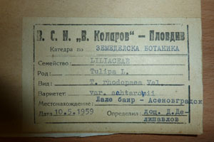 Tulipa rhodopaea Vel. var. achtarovii Delip. [isotype SOAXXXXX0197] (2) (c) Agricultural University of Plovdiv — Herbarium (SOA)