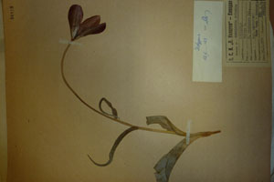 Tulipa rhodopaea Vel. var. achtarovii Delip. [isotype SOAXXXXX0196] (c) Agricultural University of Plovdiv — Herbarium (SOA)