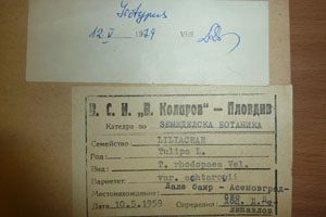 Tulipa rhodopaea Vel. var. achtarovii Delip. [isotype SOAXXXXX0196] (2) (c) Agricultural University of Plovdiv — Herbarium (SOA)