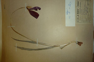Tulipa rhodopaea Vel. var. achtarovii Delip. [holotype SOAXXXXX0195] (c) Agricultural University of Plovdiv — Herbarium (SOA)