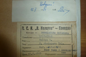 Tulipa rhodopaea Vel. var. achtarovii Delip. [holotype SOAXXXXX0195] (2) (c) Agricultural University of Plovdiv — Herbarium (SOA)