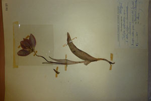 Tulipa splendenss Delip. [holotype SOAXXXXX0198] (c) Agricultural University of Plovdiv — Herbarium (SOA)