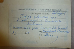 Tulipa splendenss Delip. [holotype SOAXXXXX0198] (2) (c) Agricultural University of Plovdiv — Herbarium (SOA)