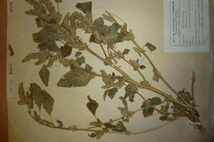 Amaranthus bulgaricus Iv. Kovatch. [holotype SOAXXXXX0520] (c) Agricultural University of Plovdiv — Herbarium (SOA)