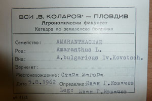 Amaranthus bulgaricus Iv. Kovatch. [holotype SOAXXXXX0520] (2) (c) Agricultural University of Plovdiv — Herbarium (SOA)