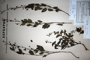 Scrophularia laciniata W. et K. var. macedonica Stoj. [type SOAXXXXX0153] (c) Agricultural University of Plovdiv — Herbarium (SOA)
