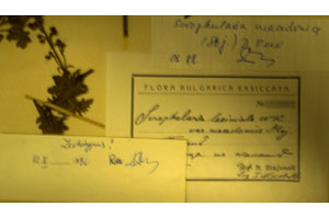 Scrophularia laciniata W. et K. var. macedonica Stoj. [type SOAXXXXX0153] (2) (c) Agricultural University of Plovdiv — Herbarium (SOA)