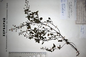 Scrophularia variegata M.B. var. bulgarica Stoj. [lectotype SOAXXXXX0154] (c) Agricultural University of Plovdiv — Herbarium (SOA)