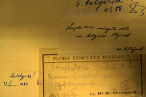 Scrophularia variegata M.B. var. bulgarica Stoj. [lectotype SOAXXXXX0154] (2) (c) Agricultural University of Plovdiv — Herbarium (SOA)