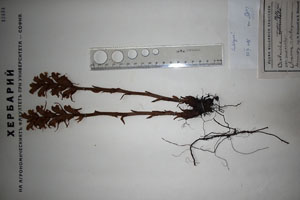 Orobanche caryophyllacea Sm. var. macrolepis T.Georg. [lectotype SOAXXXXX0121] (c) Agricultural University of Plovdiv — Herbarium (SOA)