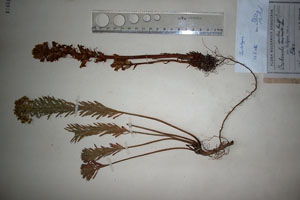 Orobanche esulae Panc. var. bulgarica Stef. [lectotype SOAXXXXX0122] (c) Agricultural University of Plovdiv — Herbarium (SOA)