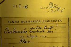 Orobanche esulae Panc. var. bulgarica Stef. [lectotype SOAXXXXX0122] (2) (c) Agricultural University of Plovdiv — Herbarium (SOA)