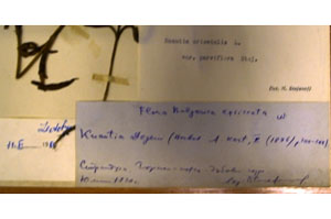 Knautia orientalis L. orientalis L. var. parviflora Stoj. [lectotype SOAXXXXX0089] (2) (c) Agricultural University of Plovdiv — Herbarium (SOA)