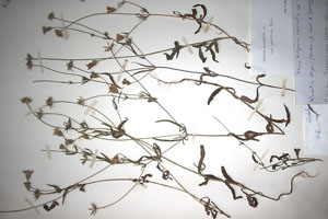 Knautia orientalis L. orientalis L. var. parviflora Stoj. [lectotype SOAXXXXX0089] (c) Agricultural University of Plovdiv — Herbarium (SOA)