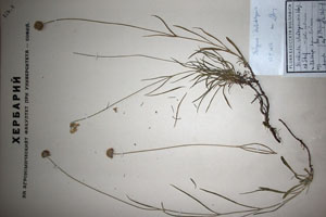 Scabiosa rhodopaea Stoj. et Stef. [isotype SOAXXXXX0151] (c) Agricultural University of Plovdiv — Herbarium (SOA)