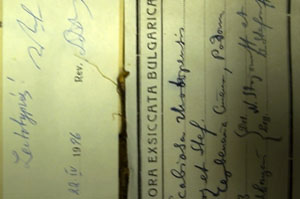 Scabiosa rhodopaea Stoj. et Stef. [lectotype SOAXXXXX0152] (2) (c) Agricultural University of Plovdiv — Herbarium (SOA)