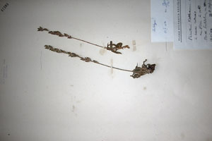 Podanthum kellererianum Stef. [lectotype SOAXXXXX0402] (c) Agricultural University of Plovdiv — Herbarium (SOA)