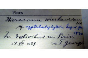 Hieracium wiesbaurianum Uechtr.subsp. cryptochaetophyllum Georg. et Zahn. [isolectotype SOAXXXXX0077] (c) Agricultural University of Plovdiv — Herbarium (SOA)