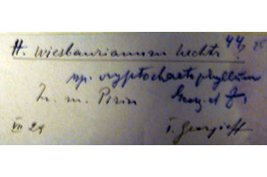 Hieracium wiesbaurianum Uechtr. subsp. cryptochaetophyllum Georg. et Zahn. [isolectotype SOAXXXXX0078] (c) Agricultural University of Plovdiv — Herbarium (SOA)