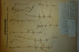 Cerastium banaticum Vandas var. leontopodium Stoj. & Stef. [lectotype SOAXXXXX0307] (c) Agricultural University of Plovdiv — Herbarium (SOA)