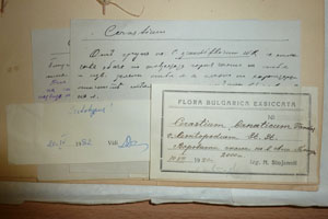 Cerastium banaticum Vandas var. leontopodium Stoj. & Stef. [lectotype SOAXXXXX0307] (2) (c) Agricultural University of Plovdiv — Herbarium (SOA)