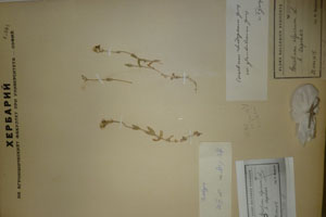 Cerastium rhodopaeum var. glandulosum Т. Georg. [lectotype SOAXXXXX0310] (c) Agricultural University of Plovdiv — Herbarium (SOA)