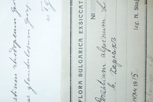 Cerastium rhodopaeum var. glandulosum Т. Georg. [lectotype SOAXXXXX0310] (2) (c) Agricultural University of Plovdiv — Herbarium (SOA)