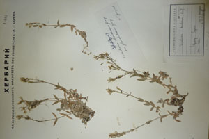 Cerastium alpinum L. var. glandulosum Т. Georg. [isolectotype SOAXXXXX0311] (c) Agricultural University of Plovdiv — Herbarium (SOA)