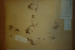 Sedum stefco Stef. [isolectotype SOAXXXXX0724] (c) Agricultural University of Plovdiv — Herbarium (SOA)
