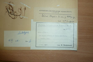 Sedum stefco Stef. [isolectotype SOAXXXXX0724] (2) (c) Agricultural University of Plovdiv — Herbarium (SOA)