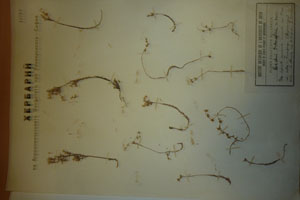 Sedum tuberiferum Stoj. et Stef. [lectotype SOAXXXXX0163] (c) Agricultural University of Plovdiv — Herbarium (SOA)