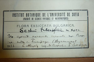 Sedum tuberiferum Stoj. et Stef. [lectotype SOAXXXXX0163] (2) (c) Agricultural University of Plovdiv — Herbarium (SOA)