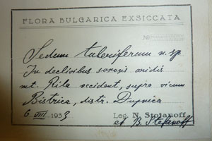 Sedum tuberiferum Stoj. et Stef. [lectotype SOAXXXXX0164] (2) (c) Agricultural University of Plovdiv — Herbarium (SOA)