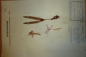 Colchicum borisii Stef. [holotype SOAXXXXX0500] (c) Agricultural University of Plovdiv — Herbarium (SOA)