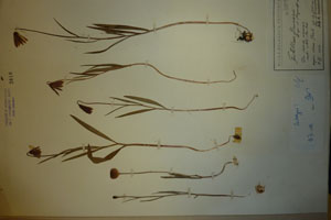 Fritillaria drenovskii Deg. et Stojanoff [lectotype SOAXXXXX0052] (c) Agricultural University of Plovdiv — Herbarium (SOA)