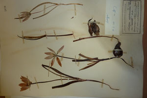 Tulipa orphanidea Helor var. pontica St.St. [lectotype SOAXXXXX0190] (c) Agricultural University of Plovdiv — Herbarium (SOA)
