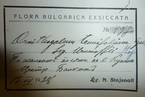 Ornithogalum tenuifolium Guss. tenuifolium Guss. ssp. urumoffii Stoj. [lectotype SOAXXXXX0117] (2) (c) Agricultural University of Plovdiv — Herbarium (SOA)