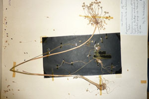 Allium paczoskianum Tucz. var. luteum Ceschm. [type SOAXXXXX0009] (c) Agricultural University of Plovdiv — Herbarium (SOA)