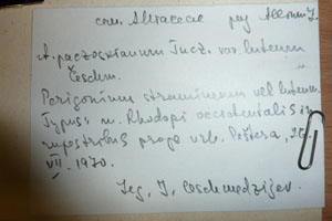 Allium paczoskianum Tucz. var. luteum Ceschm. [type SOAXXXXX0009] (2) (c) Agricultural University of Plovdiv — Herbarium (SOA)
