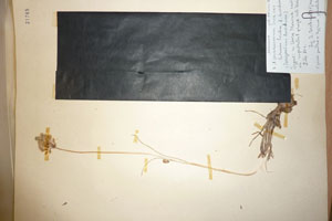 Allium paczoskianum Tucz. var. luteum Ceschm. f. lucidum Ceschm. [type SOAXXXXX0011] (c) Agricultural University of Plovdiv — Herbarium (SOA)