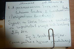 Allium paczoskianum Tucz. var. luteum Ceschm. f. lucidum Ceschm. [type SOAXXXXX0011] (2) (c) Agricultural University of Plovdiv — Herbarium (SOA)